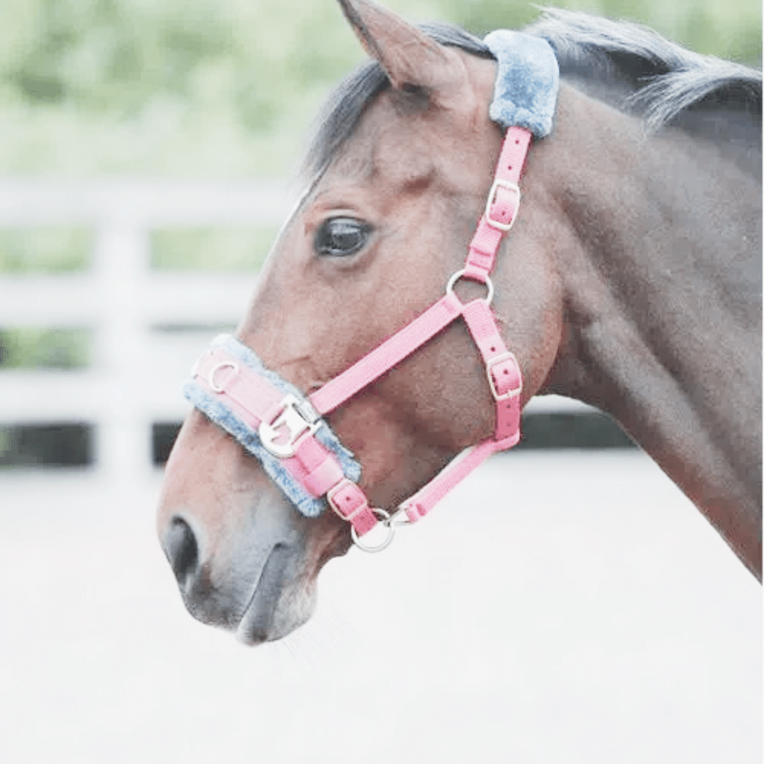 Shop for Ready to Ship Training Aids