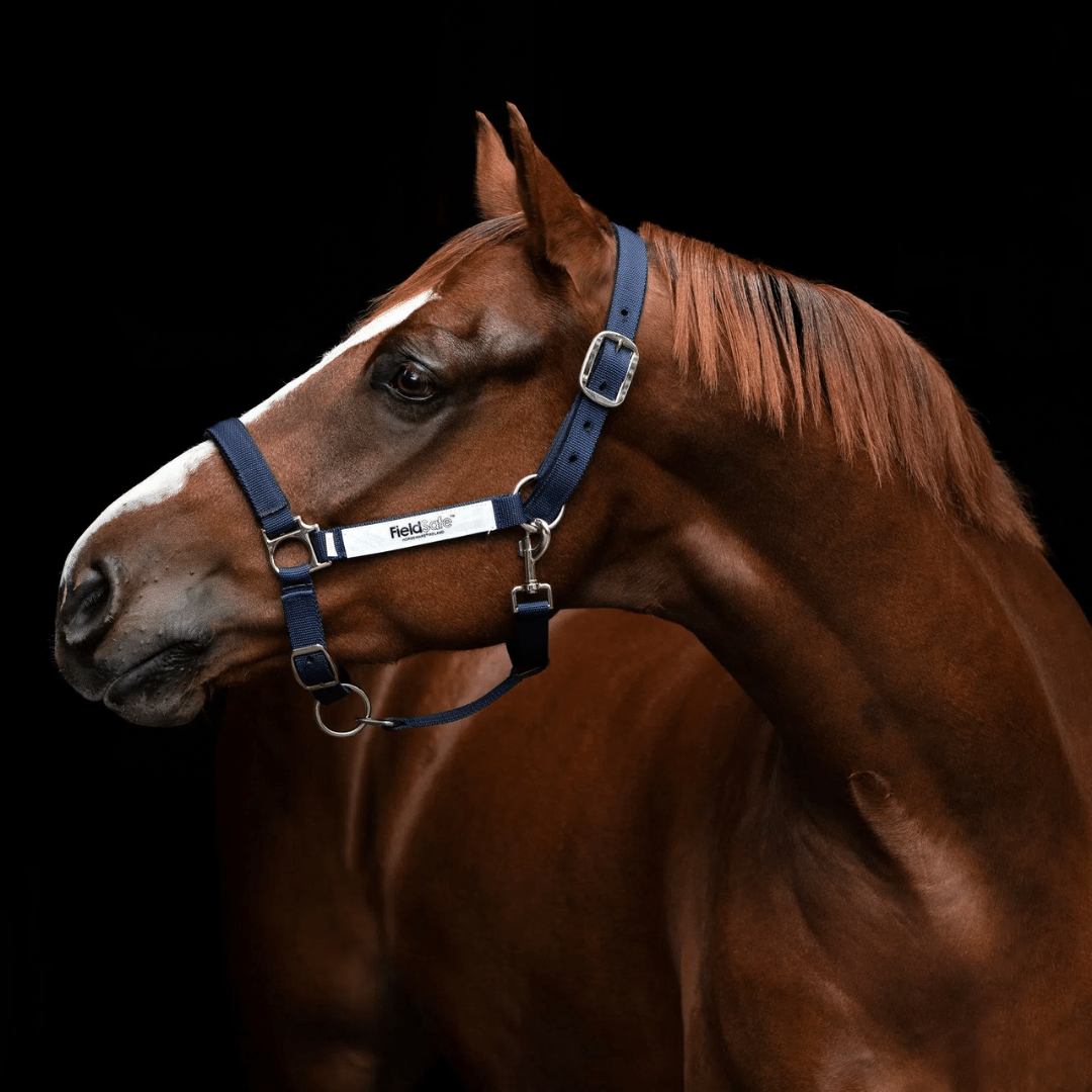 Gifts for your Horse Gifts for your Horse
