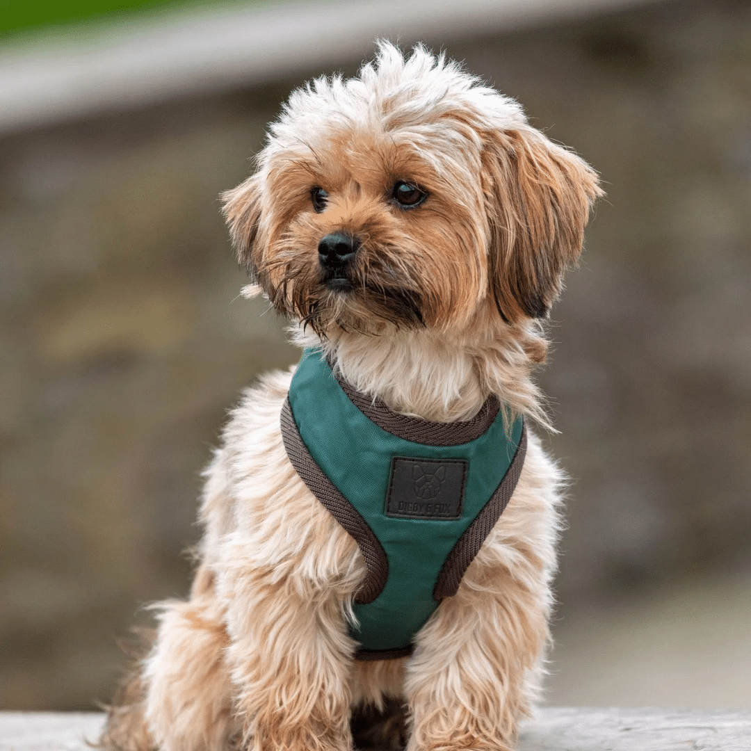 Gifts for your Dog Gifts for your Dog