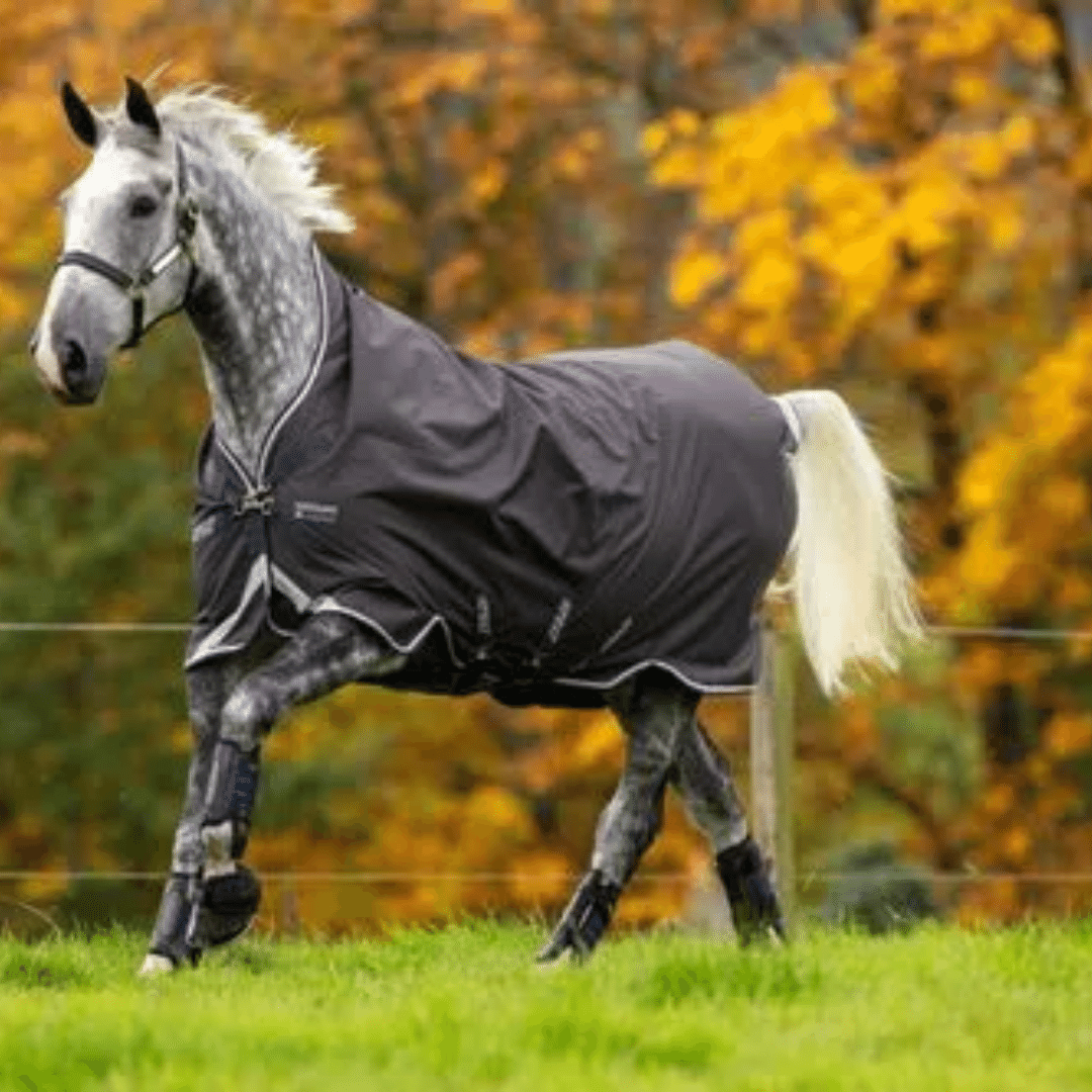 Get the Perfect Blanket for YOUR Horse
